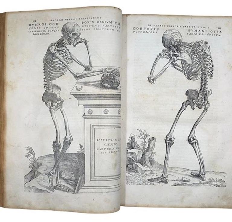 A drawing of a man standing in a field. Andreas vesalius 1725 opera omnia  anatomica chirurgica, health medical. - PICRYL - Public Domain Media Search  Engine Public Domain Search